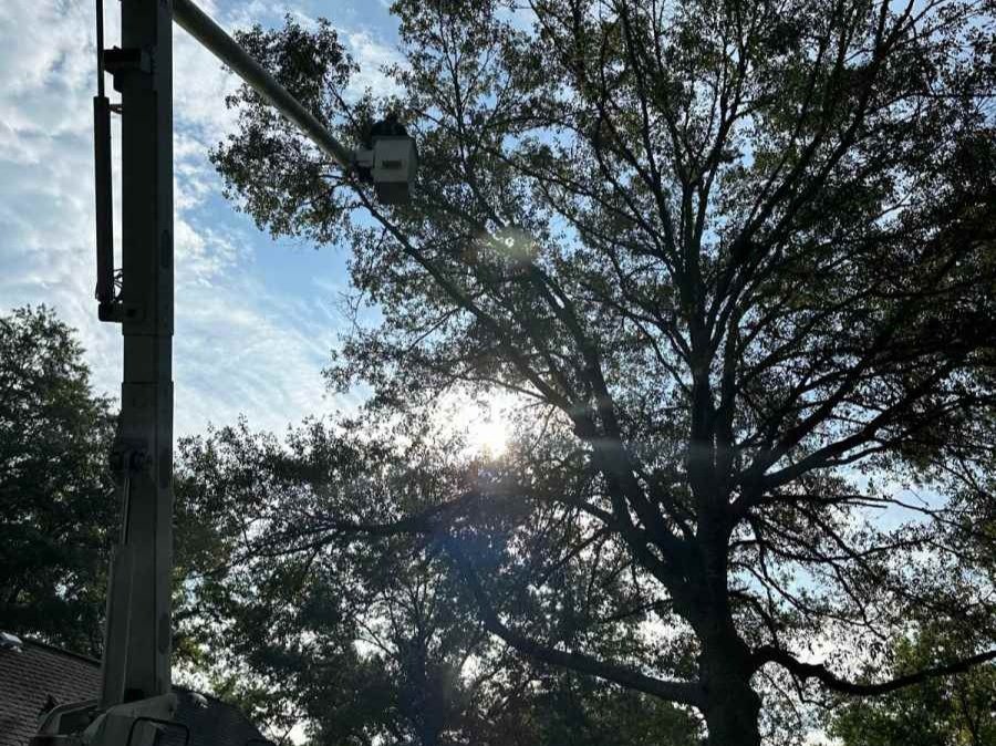 El Costeño Tree Service LLC